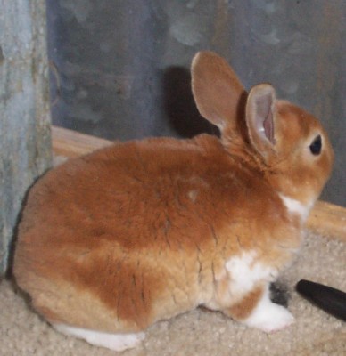 redbrokendoe.jpg